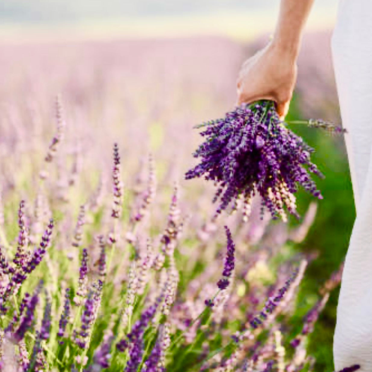 Lavender for Scalp Health: Why I Use It in My Shampoo and Conditioner