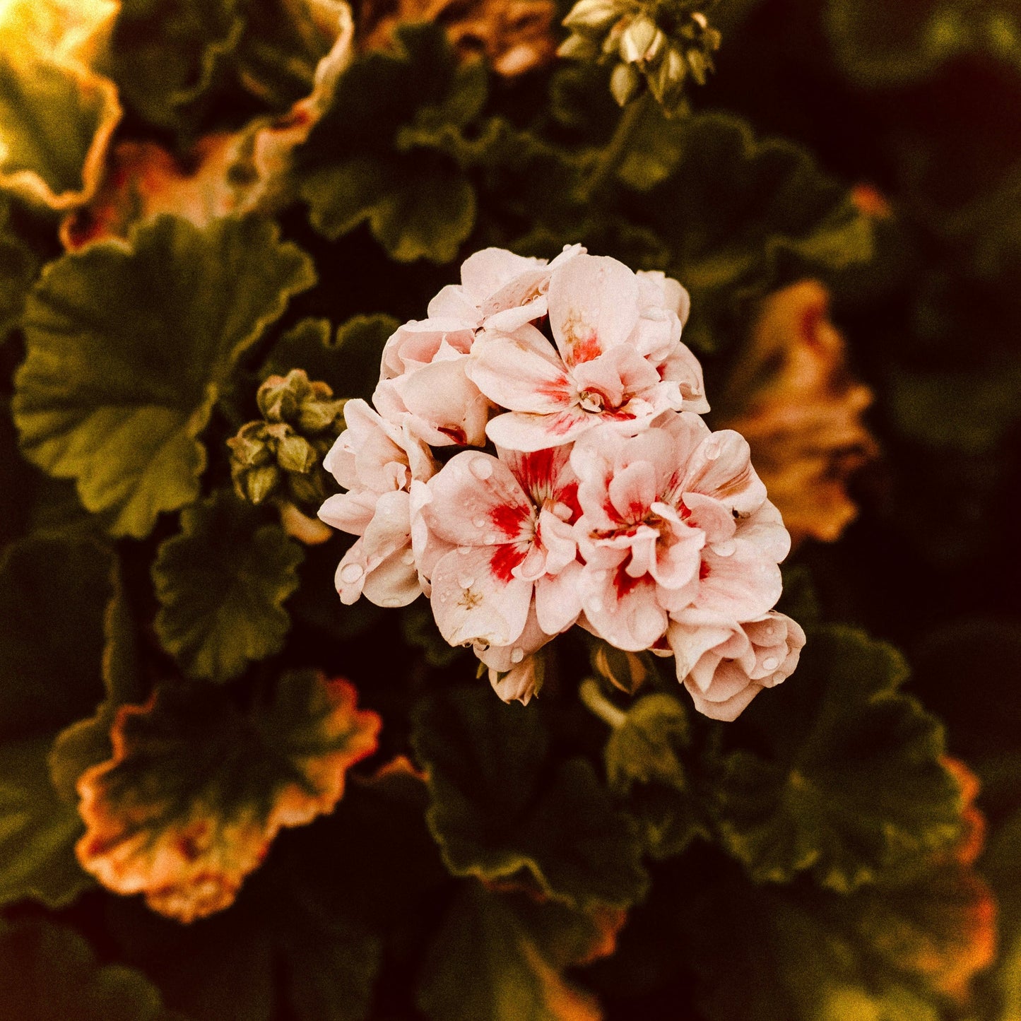 Why I Use Geranium Oil in My Sandalwood Shampoo and Conditioner