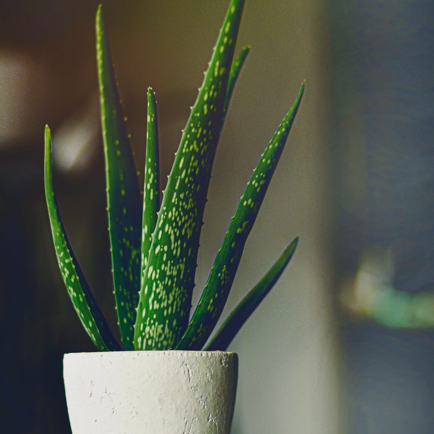 Why I Use Aloe Vera in My Shampoo: The Intelligence of a Plant