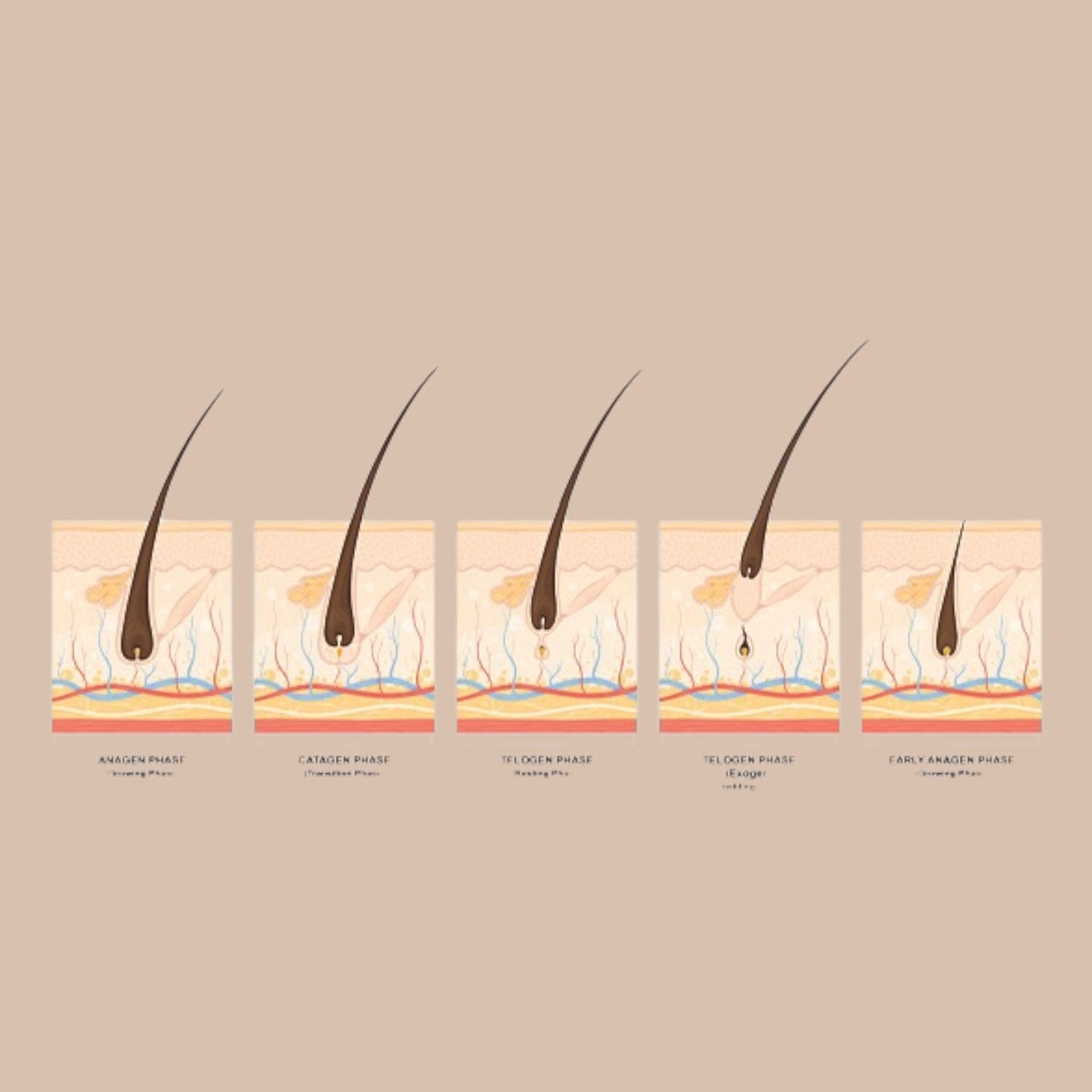 The Four Stages of Hair Growth: Understanding Your Hair’s Natural Cycle