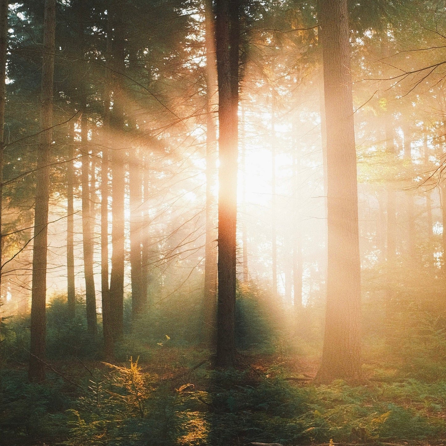 Nature vs Nature: Why Natural Ingredients Truly Support a Healthy Scalp